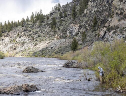 FWP outlines fisheries mortality study for Big Hole, Beaverhead, Madison and Ruby rivers